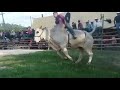 Video de Santiago Llano Grande