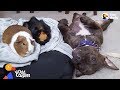 Pit Bull Dog Wins Over Her Guinea Pig Sisters | The Dodo Odd Couples