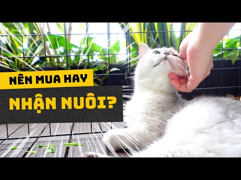 Video: Nhận nuôi mèo trưởng thành thay vì mèo con
