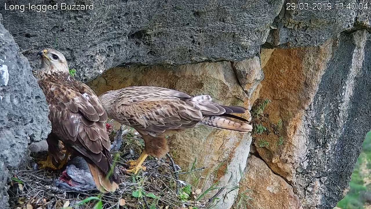 29/03/2019 13:37 Both parents busy with prey and chicks (Long-legged
