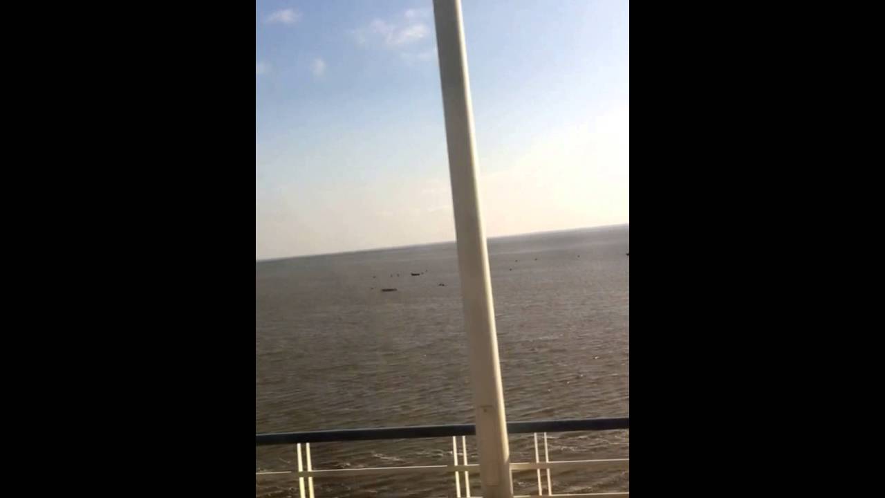 Apanha de ameijoa Alcochete  ( picking cockles )