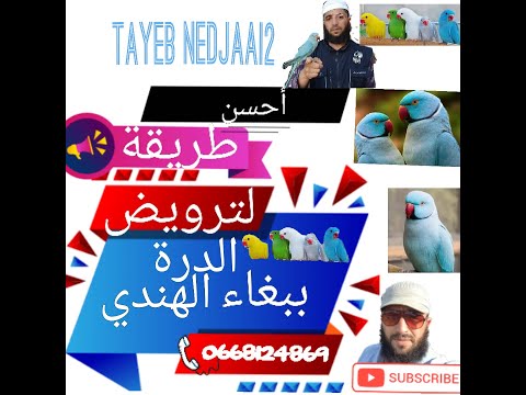 فيديو: استدعاء أغذية الببغاء Lafeber