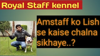  Royal Staff kennel  American Staffordshire Terrier Amritsar