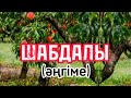 Шабдалы (әңгіме) Алмас Алматов