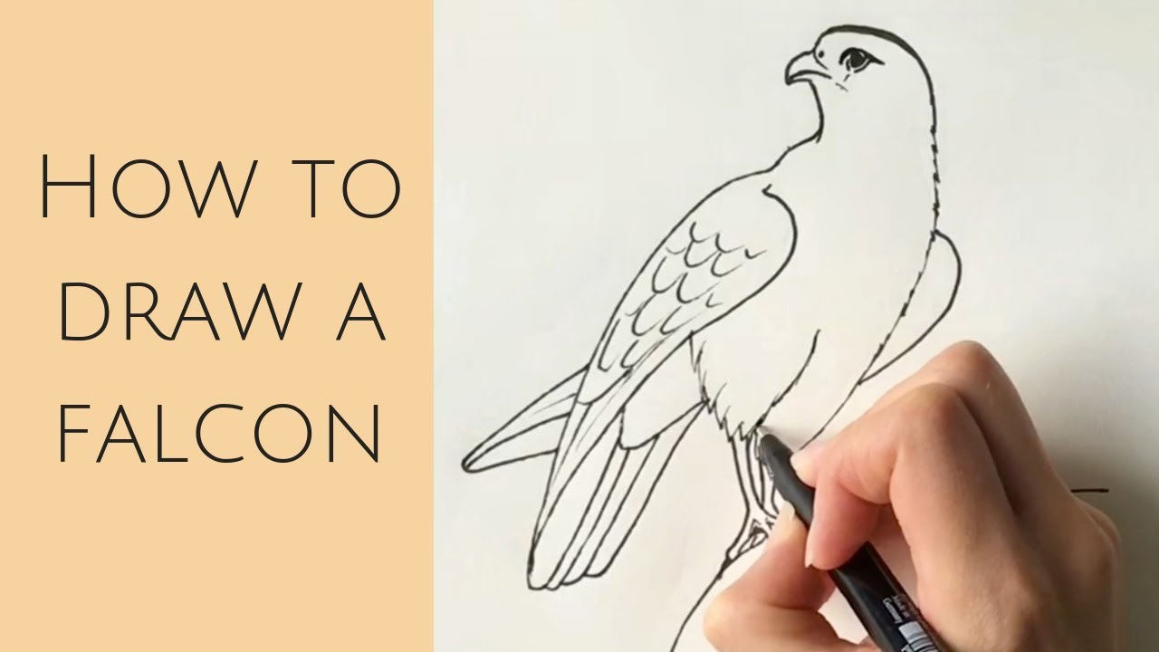 Featured image of post How To Draw A Falcon For Kids My subject at this time are birds of pray