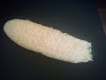How To Grow Luffa In Zone 6 Seed To Harvest