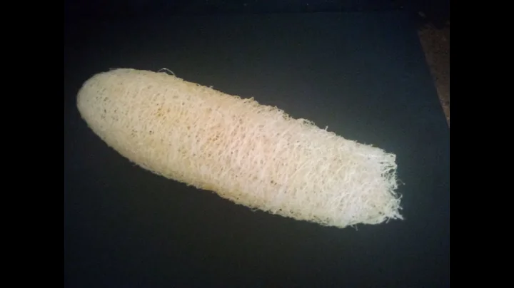 How To Grow Luffa In Zone 6 Seed To Harvest