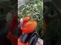 #garden #harvesting #nature #love