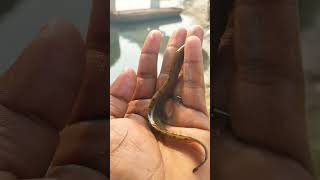 Bam Machli #viral #fishing #video