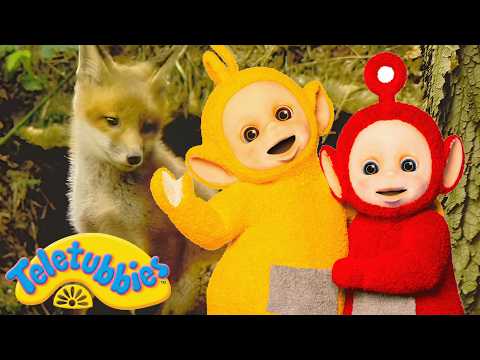 Teletubbies | Meeting Fox Cubs 🦊 Animal Friends | 2 Hour Compilation for Kids