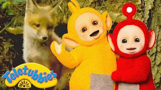 Teletubbies | Meeting Fox Cubs 🦊 Animal Friends | 2 Hour Compilation for Kids