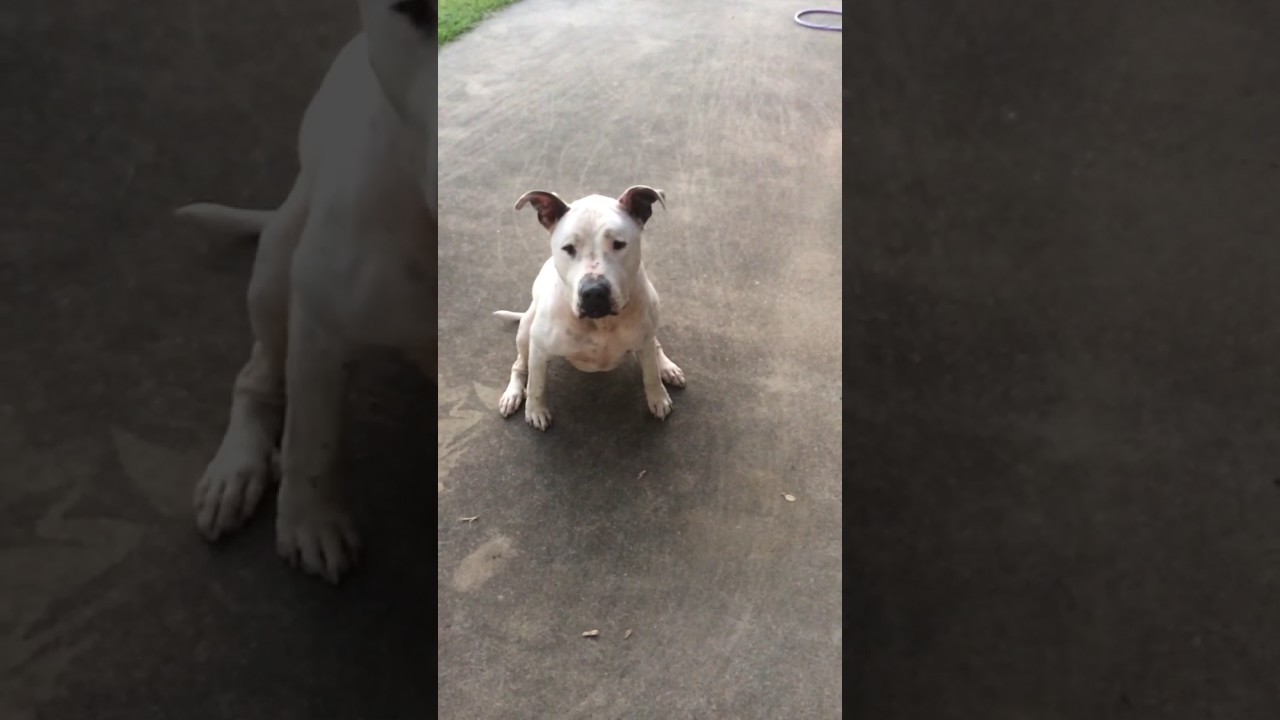 Brutus Eats Salsberry steak