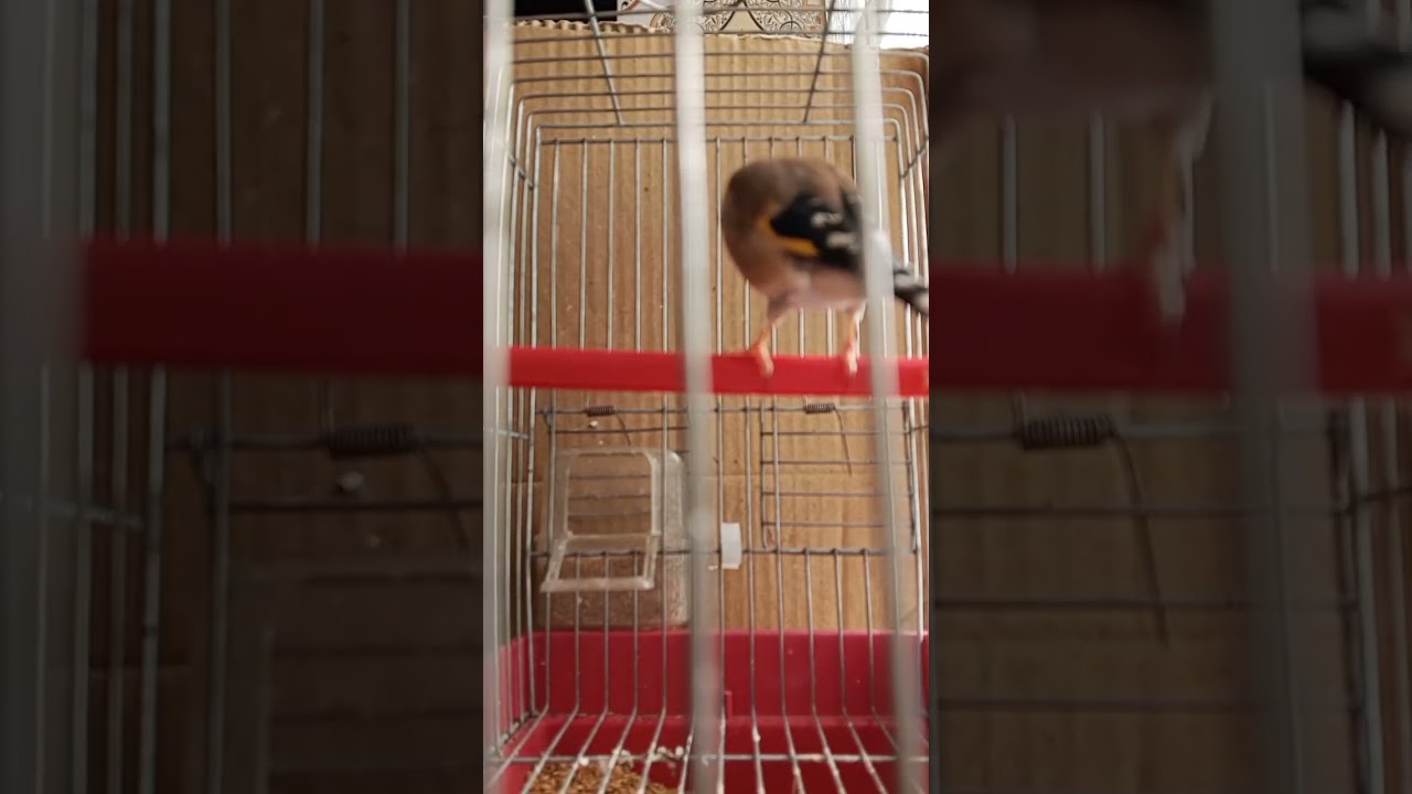 مقنين تاع العام يخدم ماشاء الله  الهاتف 0699433553 الجزائر العاصمة