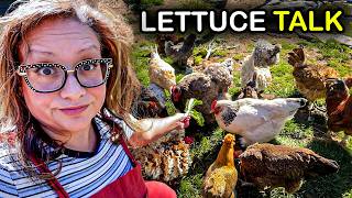 DON'T Give Chickens THIS Vegetable (until you watch this)