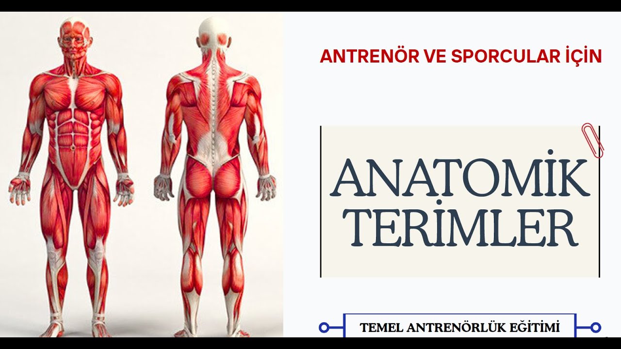 Anatomi Temel Hareket ve Terimleri | Temel Antrenörlük 1
