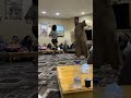 سيوة حفله وغناء واحة سيوة سهره سيوة فرقة سيوة حفله سيوة