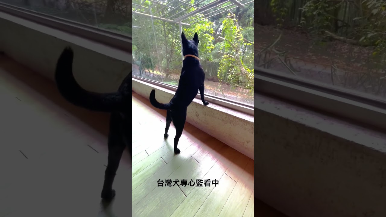 台灣犬監看中，喜歡站挺挺的 縮圖