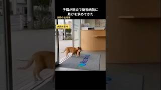 子猫が肺炎で動物病院に助けを求めてきた #保護猫 #猫動画