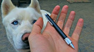 This Pen Might Save Your Life!