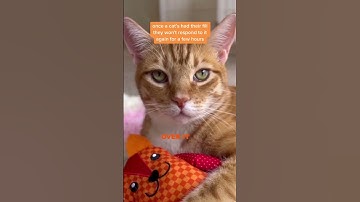 What happens to #cats brains on #catnip 🌿😻