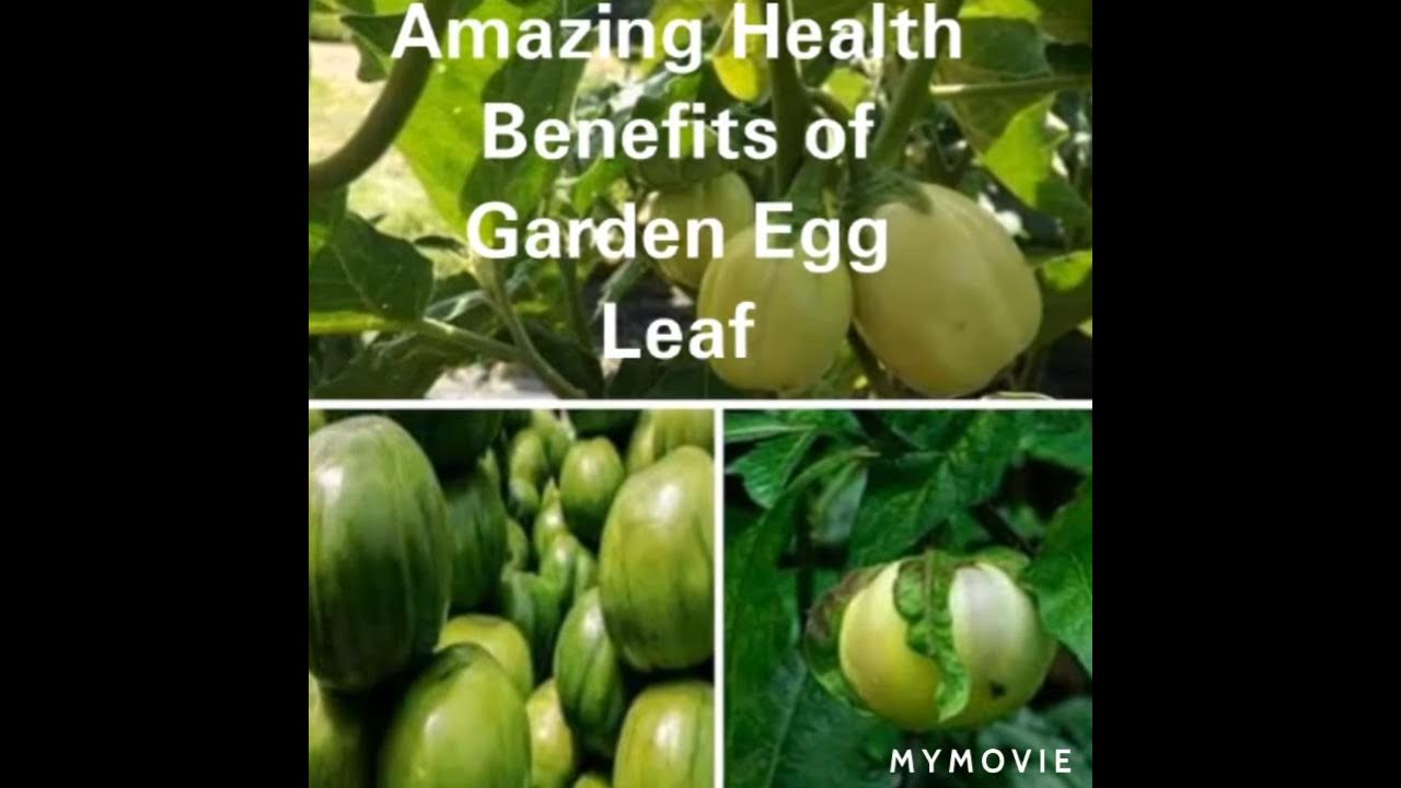 Benefits Of Garden Egg Leaves YouTube