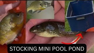 Stocking mini pool pond!! (With tadpole) #subscribe#jesus#LilysOutdoors#outdoors#poolpond#fish
