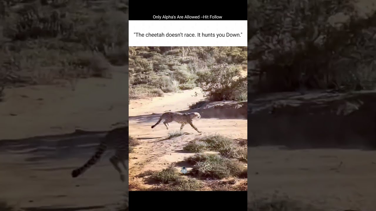 Unleashing The Beast This Cheetah Is On Hunt Showcasing Its Incredible Speed And Agility 