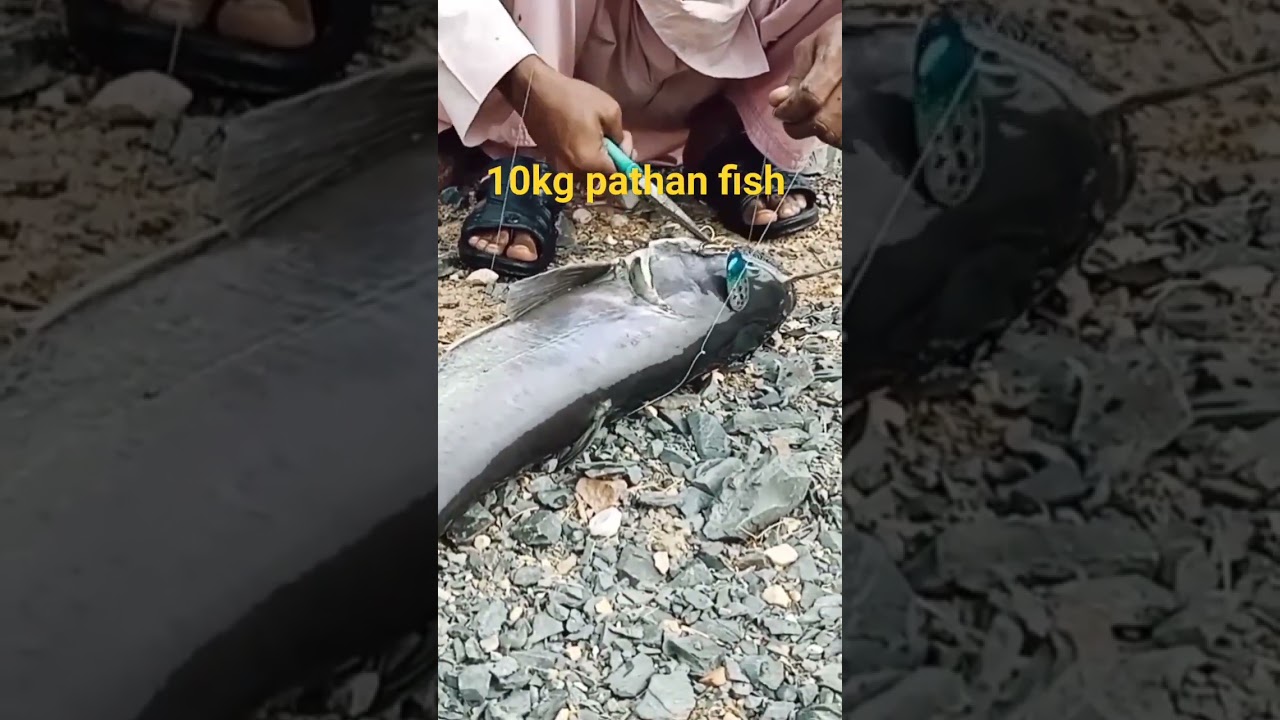 10 kg pathan fish 🐠 Attract on spinner bait