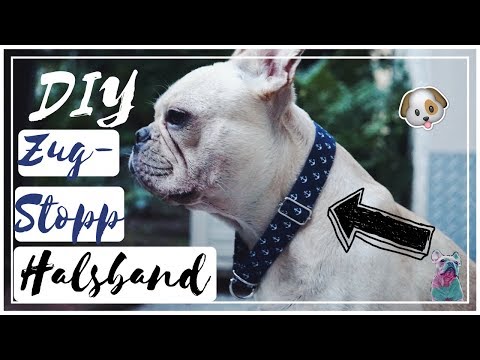 Video: Wie Kaufe Ich Ein Hundehalsband