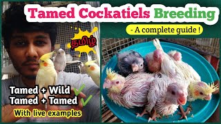 Tamed Cockatiels Breeding  A complete guide | Birds of Kanth | Tamil