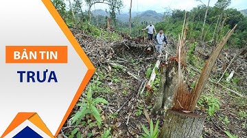 Kiểm lâm Cà Mau “tìm võ” chống lâm tặc | VTC1