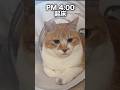 うちの猫、日本語覚えました! #元野良猫チャチャ #ねこ #cat