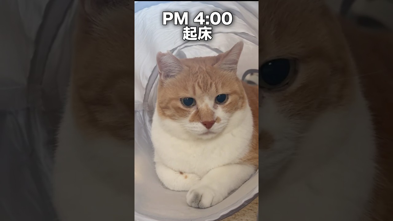 うちの猫、日本語覚えました! #元野良猫チャチャ #ねこ #cat