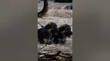 Chó Mẹ & Đàn Con Vượt Lũ Flood Survival Chain #FloodRescue #SmartDog #PuppyRescue  #shorts