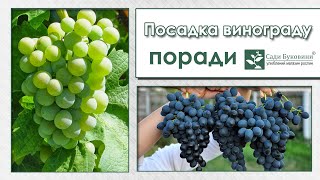 видео: Правила посадки винограда. Приготовление места под виноградный куст. Как посадить саженец винограда. картинка: Правила посадки винограда. Приготовление места под виноградный куст. Как посадить саженец винограда.