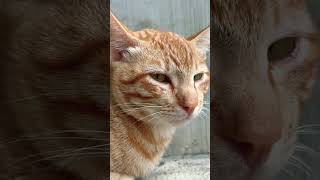 #gatos #gato #cat #animals #viral #shortsviral #travel #update #shortvideos #shorts #kitty #love