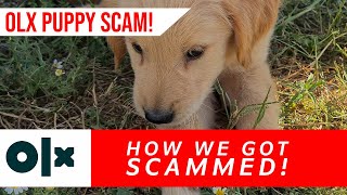 OLX Puppy Scam in Portugal - How we got scammed!