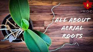 Aerial Roots on Orchids  Why they appear & How to care for them? | Orchid Care Tips for Beginners