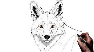 How To Draw A Coyote | Step By Step