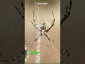 Marvelous spider silk unleashed the ultimate revelation shorts  buzzbilt wildcreatures animals