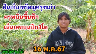 ฝันเก็บเหรียญครุฑเก่า ครุฑบินขึ้นฟ้า เห็นเลขบนปีก3โต 16พ.ค.67 น้องปาล์ม