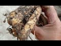 Harvesting mango ginger rooftop gardening