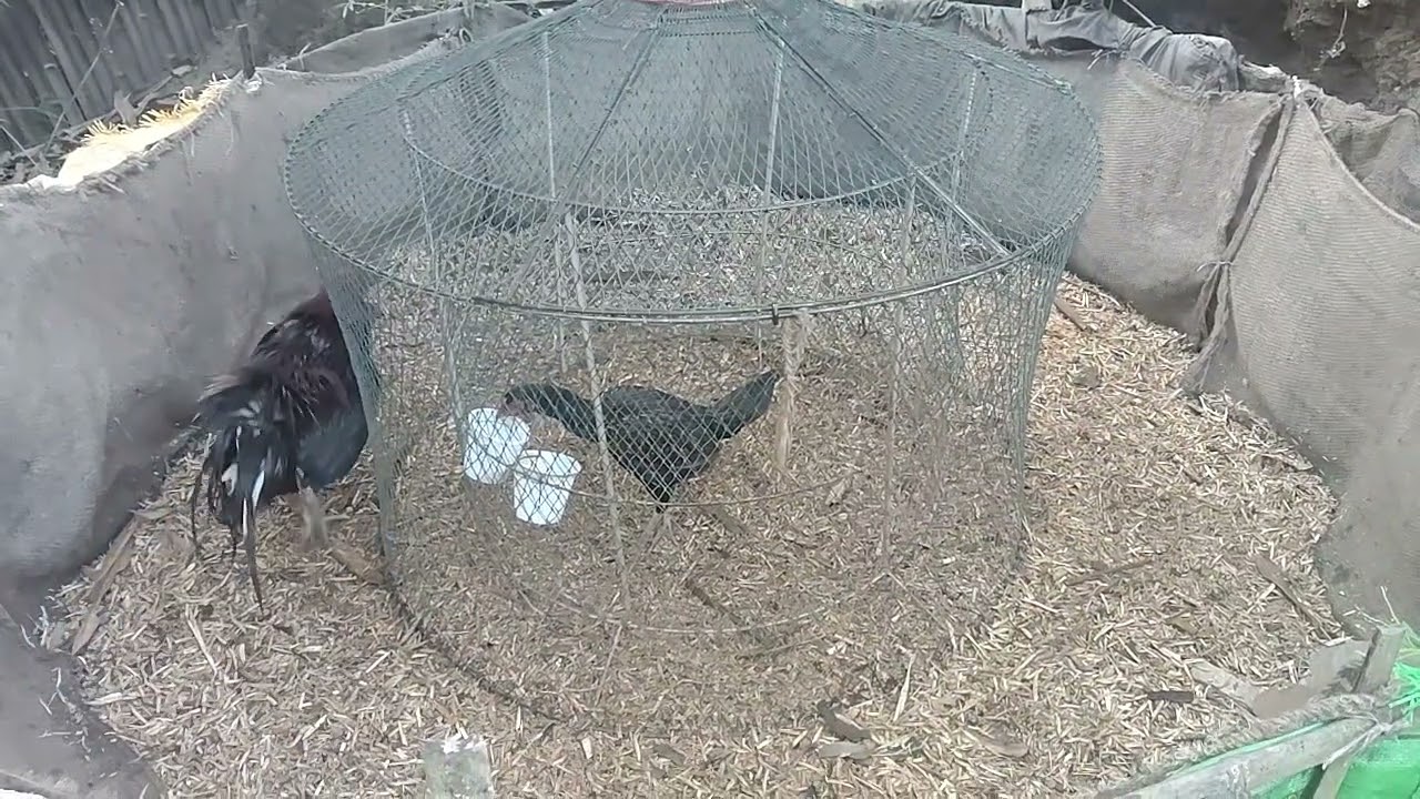 Naya 2.8 in arnu a hel lai tla hi rak lang ve seh!