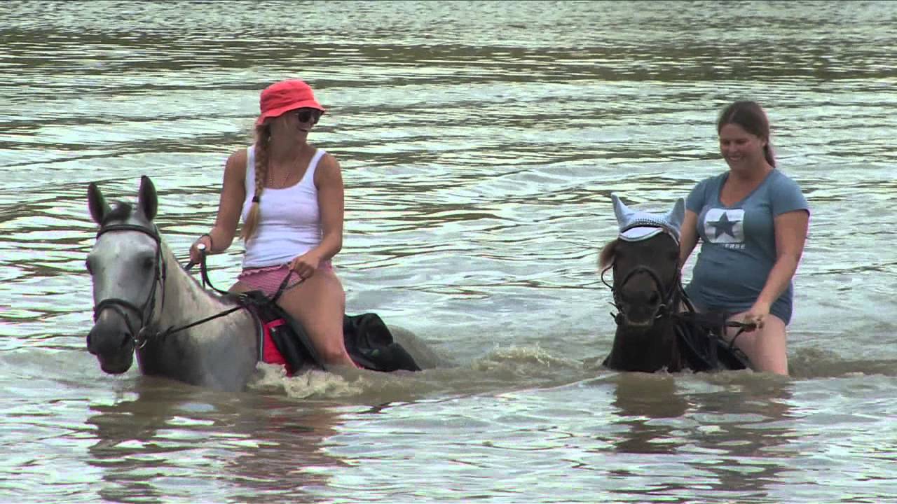 Schwimmen mit den Pferden