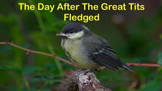 Day After The Great Tits Fledge