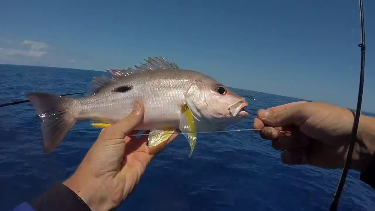 REEF FISHING compilation YouTube