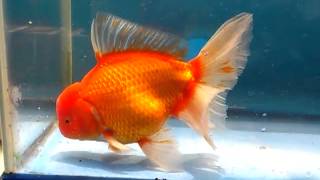 giant oranda 0309.mp4