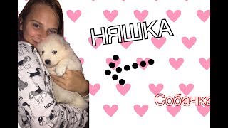 МНЕ КУПЯТ СОБАКУ?!| ВЫБИРАЮ ЩЕНКА МНЕ КУПЯТ СОБАКУ?!| ВЫБИРАЮ ЩЕНКА