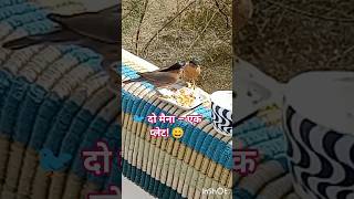 🐦 मैना की नमकीन पार्टी 😋 और Sitari का लॉलीपॉप! 🍭🐿️ # #youtubeshorts #myna #funny #birds #squirrel