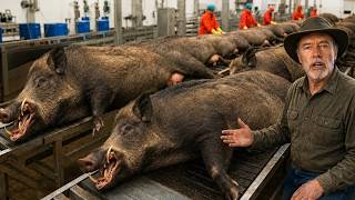 Why Are There 9 MILLION Wild Hogs in America — Here’s What’s Really HAPPENING!